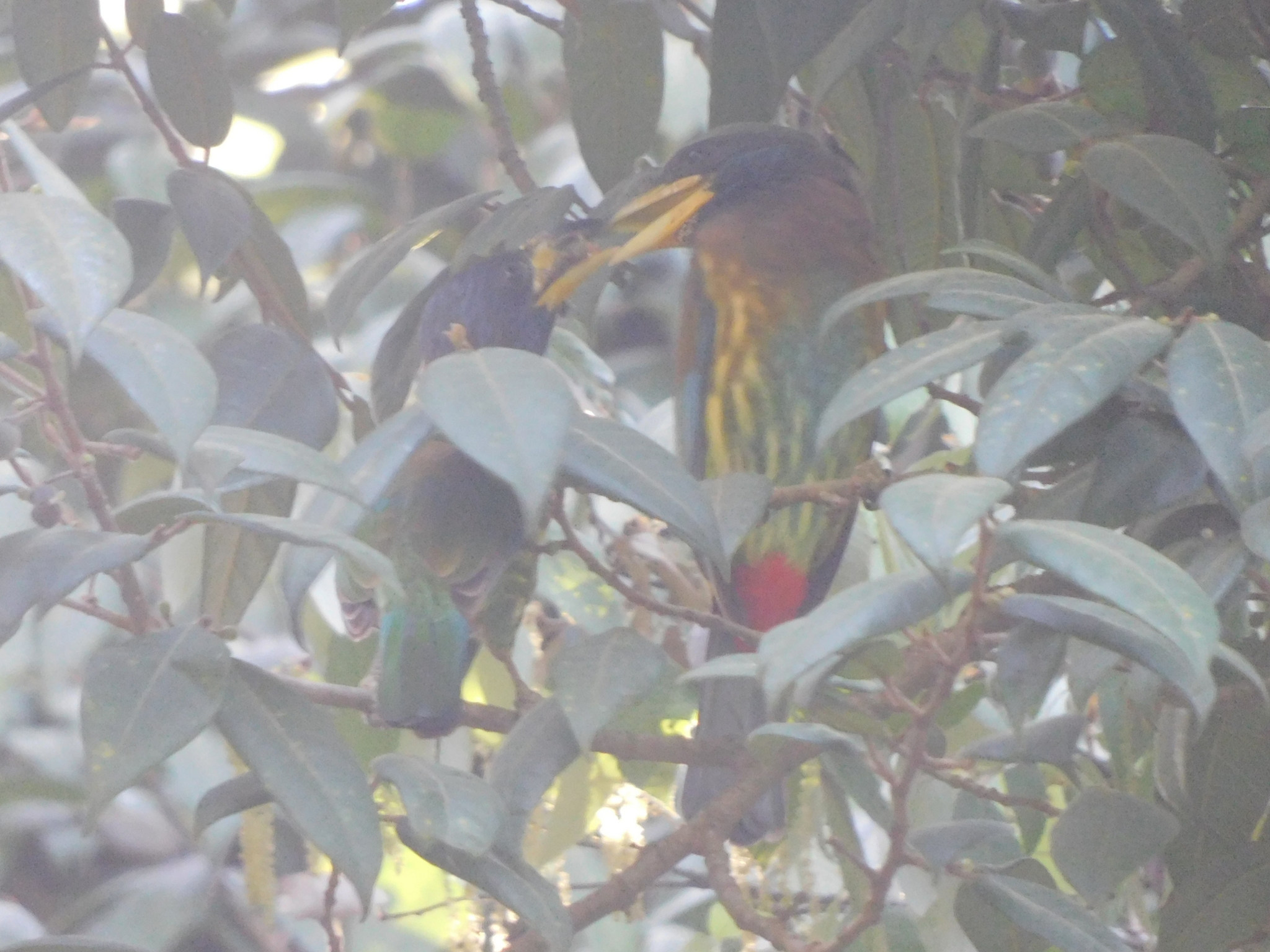Great Barbet (Psilopogon virens)