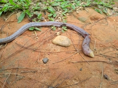 Leposternon microcephalum