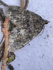Hydriomena albifasciata