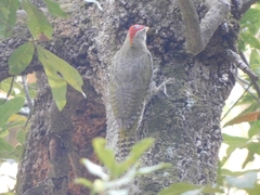 Picus squamatus