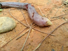 Leposternon microcephalum