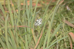 Melanargia