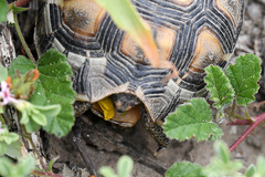 Hermannia althaeoides