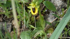 Ophrys lutea