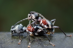 Clytellus methocoides