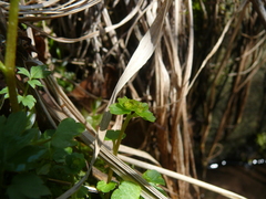 Chrysosplenium tetrandrum