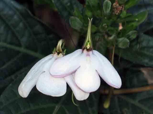 Justicieae