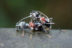 Clytellus methocoides