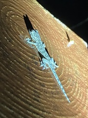 Gekko japonicus