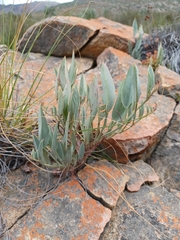 Pelargonium lanceolatum