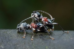 Clytellus methocoides