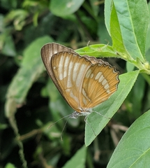 Mestra