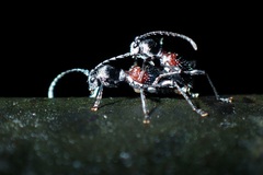 Clytellus methocoides