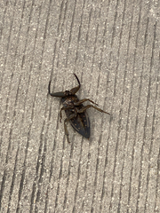 Lethocerus collosicus