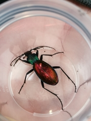 Carabus hispanus