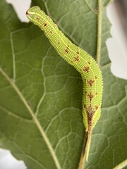 Cypoides chinensis