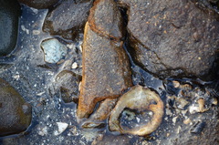 Metacarcinus magister