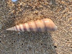 Turritella attenuata
