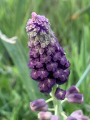 Muscari comosum image