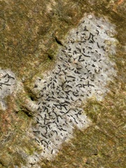Alyxoria culmigena
