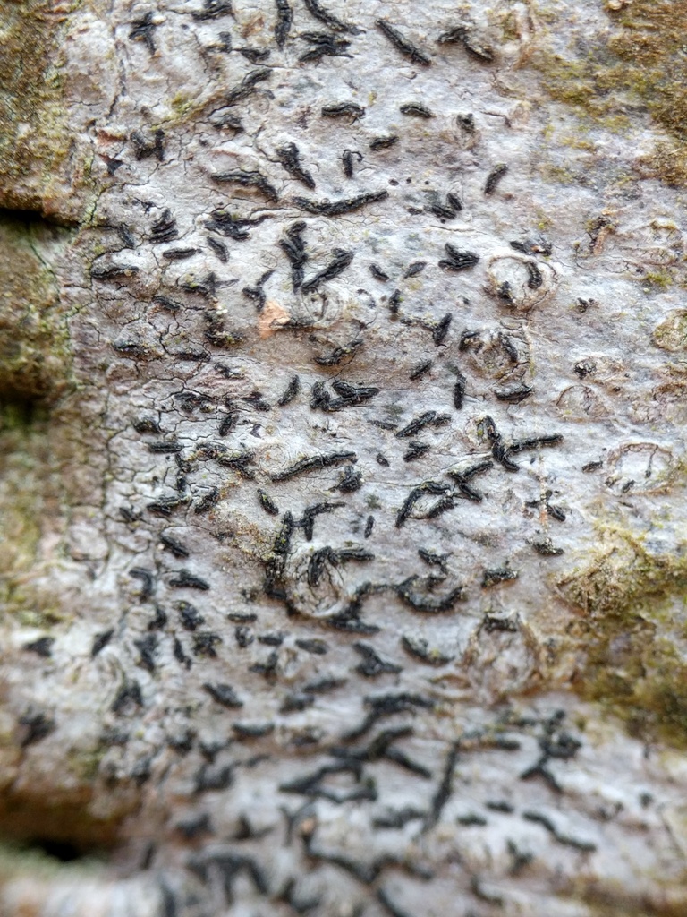 Worm Lichen