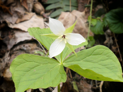 Trillium simile