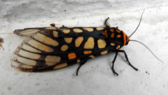 Aglaomorpha plagiata