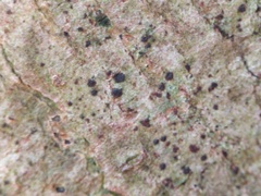 Arthonia spadicea