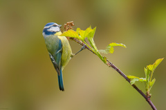 Cyanistes caeruleus obscurus
