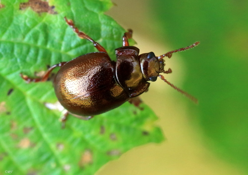 Rudasis Puošnys nuotrauka