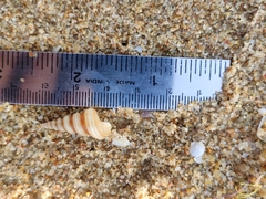 Turritella attenuata