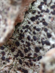 Arthonia spadicea