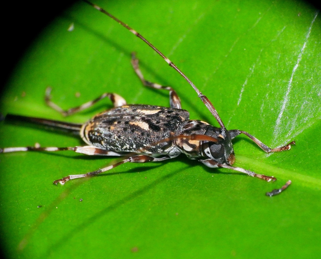 Toronaeus perforator
