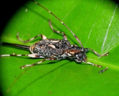 Toronaeus perforator