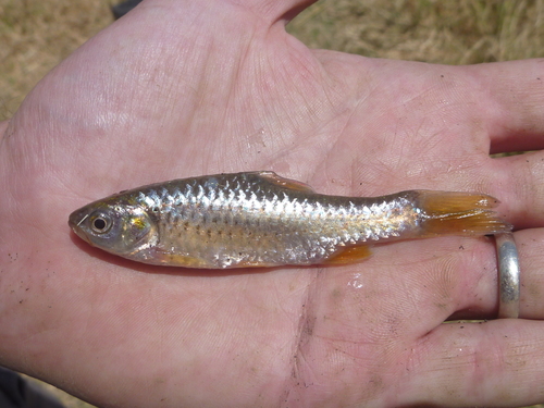 Redspot barb (Enteromius kerstenii) — Cyprinidae — 2