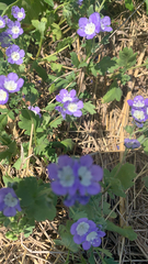 Phacelia patuliflora