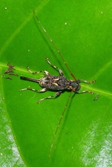 Toronaeus perforator