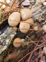 Apioperdon pyriforme