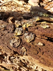 Apioperdon pyriforme