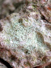 Lecanora expallens