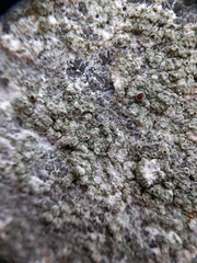 Lecanora horiza