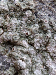 Lecanora horiza