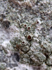 Lecanora horiza