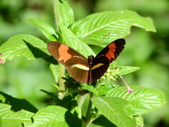 Heliconius erato phyllis