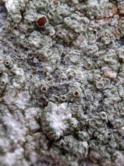 Lecanora horiza