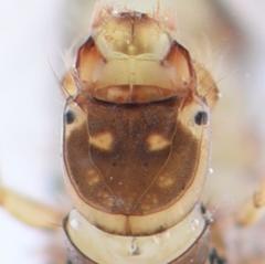 Amphipsyche senegalensis