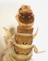 Amphipsyche senegalensis