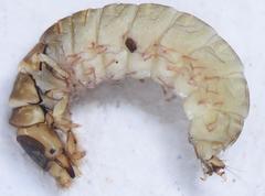 Amphipsyche senegalensis