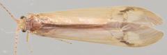 Amphipsyche senegalensis