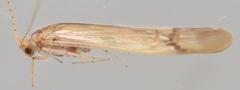 Amphipsyche senegalensis